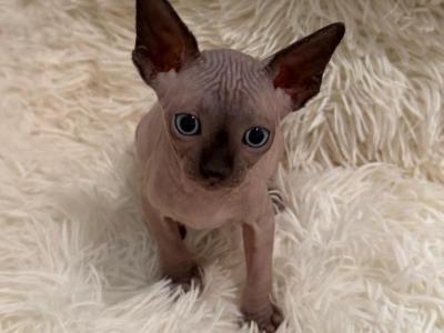 Sasha - Sphynx - Gallery Photo #1