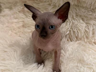 Suzy - Sphynx - Gallery Photo #1