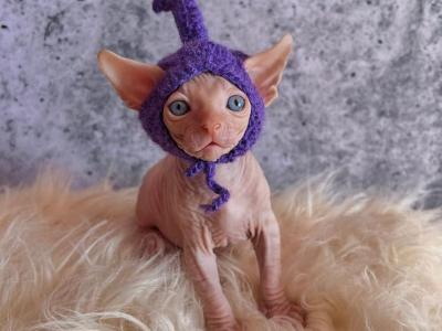 Luca - Sphynx - Gallery Photo #1