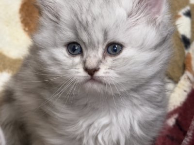 Silver Lion - British Shorthair - Gallery Photo #1