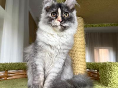 Freya - Maine Coon - Gallery Photo #1
