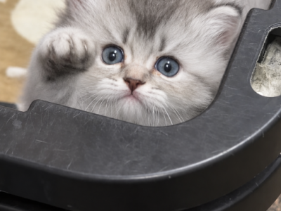 Gray Lion - British Shorthair - Gallery Photo #1