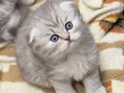 Fold  Lion - Scottish Fold - Gallery Photo #1