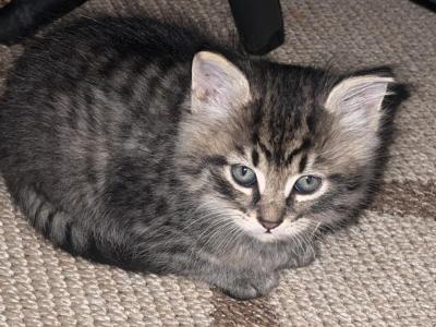 Kittens - Domestic - Gallery Photo #1