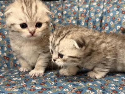 Striped Scottish Fold Kittens - Scottish Fold - Gallery Photo #1