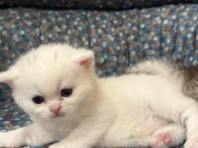 White Scottish Straight Boy - Scottish Fold - Gallery Photo #1