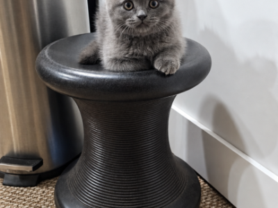 Mason - Scottish Fold - Gallery Photo #1