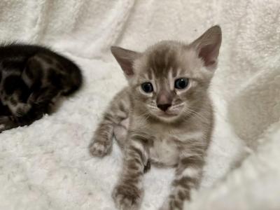 Snow Charcoal Mikuni - Bengal - Gallery Photo #1