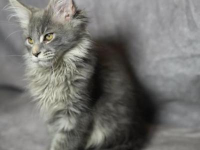TICA Blue Silver Tabby Male - Maine Coon - Gallery Photo #1
