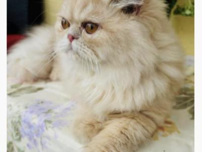 Indy - Persian - Gallery Photo #1