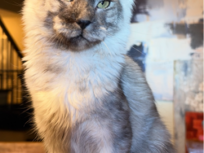 Gorgeous Zeus - Maine Coon - Gallery Photo #1