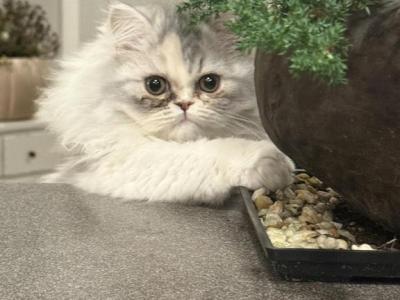 Misty - Persian - Gallery Photo #1