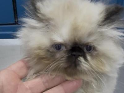 CFA Registered Seal Point Female - Persian - Gallery Photo #1