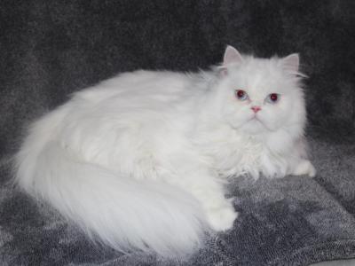 Luna - Persian - Gallery Photo #1