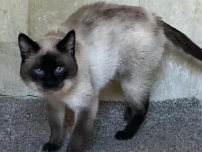 Eddie - Siamese - Gallery Photo #1