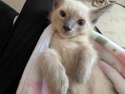 Blanket - Siamese - Gallery Photo #1