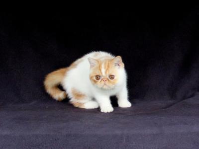 Saratoga - Persian - Gallery Photo #1