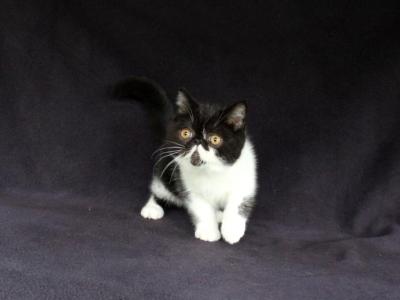 Paul Revere - Persian - Gallery Photo #1
