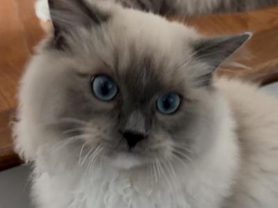 Oscar  Blue Mitted Ragdoll Kitten - Ragdoll - Gallery Photo #1