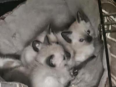 Kittens  R Us - Siamese - Gallery Photo #1