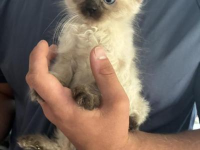 Bellas Kittens - Himalayan - Gallery Photo #1