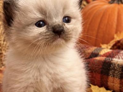 Female Kats Ravishing Ragdolls - Ragdoll - Gallery Photo #1