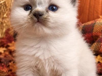 Male Kats Ravishing Ragdolls - Ragdoll - Gallery Photo #1