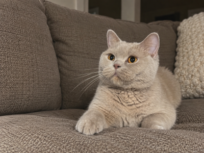 Harley Girl - British Shorthair - Gallery Photo #1