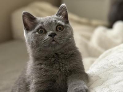 Madonna - British Shorthair - Gallery Photo #1