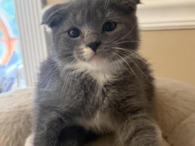 Scottishfolddomestic - Scottish Fold - Gallery Photo #1