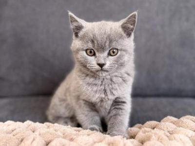 Tinny - British Shorthair - Gallery Photo #1
