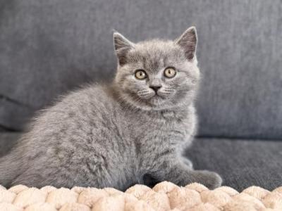 Evie - British Shorthair - Gallery Photo #1