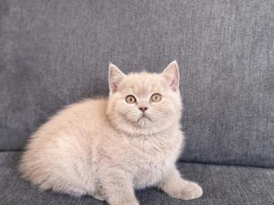 Mochie - British Shorthair - Gallery Photo #1