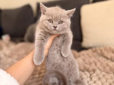 Lola - British Shorthair - Gallery Photo #1