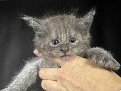 Iceman - Polydactyl - Gallery Photo #1