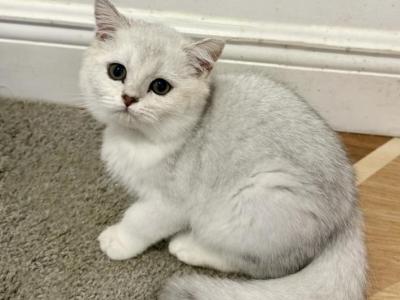 British Shorthair Silver Male - British Shorthair - Gallery Photo #1