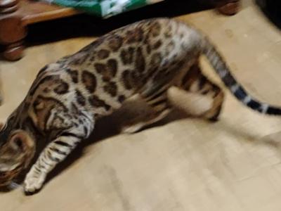 Gucci Girl - Bengal - Gallery Photo #1