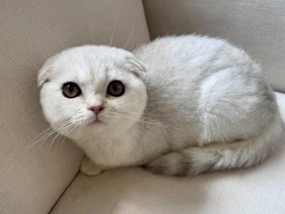 Scottish Fold Silver Male Young - Scottish Fold - Gallery Photo #1