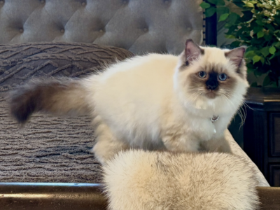 Ragdoll Seal Point Young Adult Female - Ragdoll - Gallery Photo #1