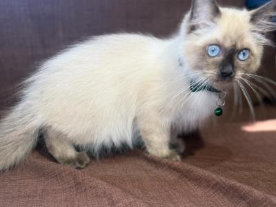 Male Ragdoll - Ragdoll - Gallery Photo #1