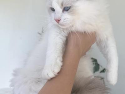 RESERVED - Ragdoll - Gallery Photo #1