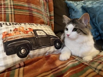 Sushi Of FirCountry Siberians - Siberian - Gallery Photo #1