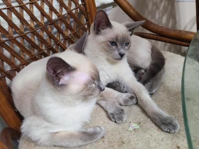 Blue Point Kittens - Siamese - Gallery Photo #1