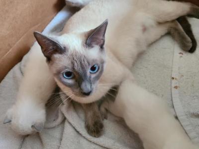 Below Cost Siamese Adults Lilac And Blue - Siamese - Gallery Photo #1