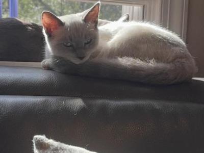 Sweetie - Siamese - Gallery Photo #1