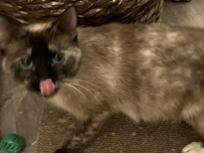 Seal Tortie Female - Siamese - Gallery Photo #1
