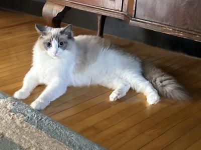 Mello - Ragdoll - Gallery Photo #1
