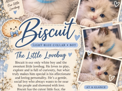 Biscuit - Ragdoll - Gallery Photo #1