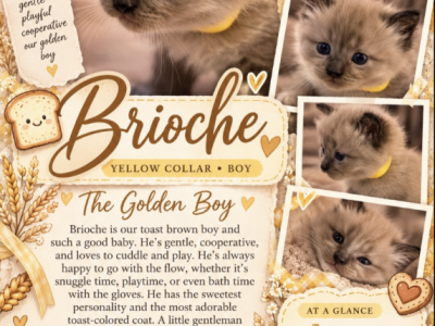 Brioche - Ragdoll - Gallery Photo #1