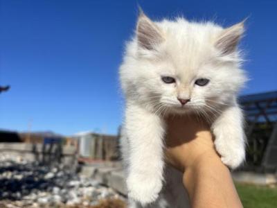 Siberian - Siberian - Gallery Photo #1